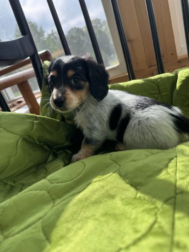 A small black and white puppy sitting on a green blanket.