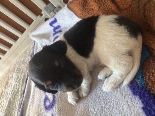 A small, curled-up puppy with black and white fur resting on a blanket.